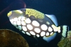 Meeresaquarium Zella Mehlis 027.jpg